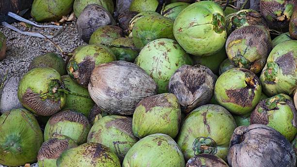 istock Large pile of whole young coconuts. 2241971592