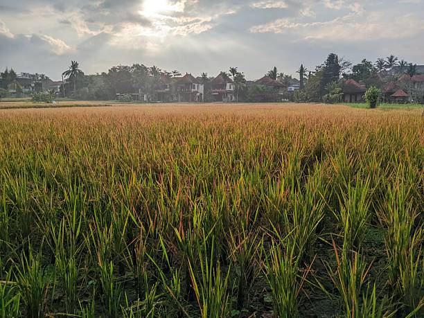 istock golden rice fields in ubud ready to harvest 2241972767