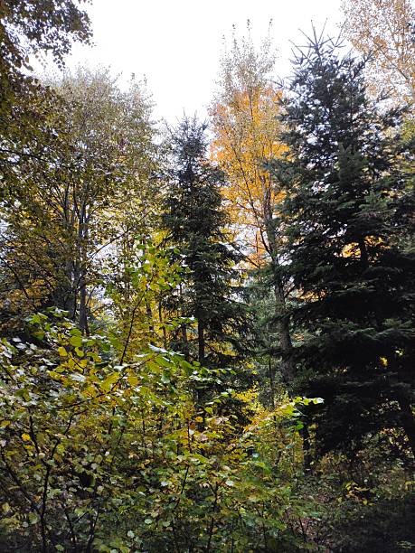 istock Autumn in the forest 2241975415