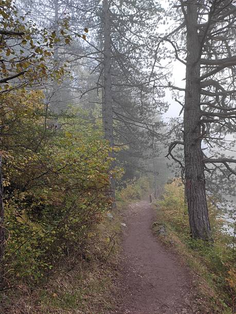 istock Autumn in the forest 2241975554