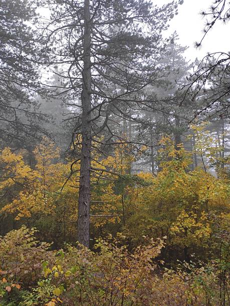 istock Autumn in the forest 2241975739