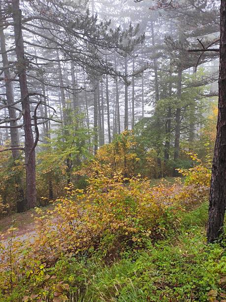 istock Autumn in the forest 2241975742