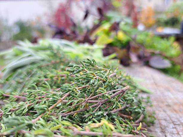Fresh mixed herbs-