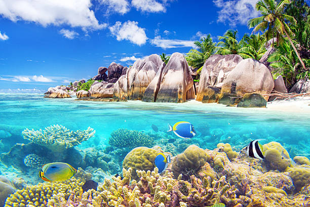 istock Split shot of tropical paradise 2241977836