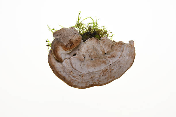 Bracket Fungus with Moss Isolated on White Background