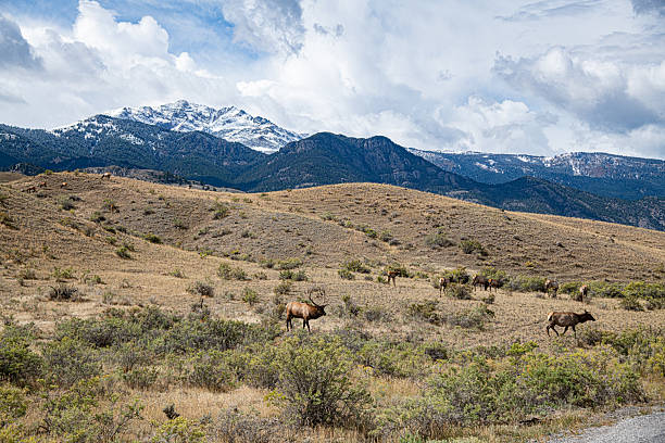 In northern Yellowstone National Park near Gardiner, Montana, USA annual seasonal rutting of elk.