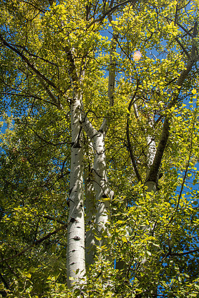 Beautiful sunlight through treetops with sunny blue sky copy space scene