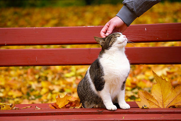 On a bench in a park, a man strokes a cat, which sits with its eyes closed, enjoying the touch