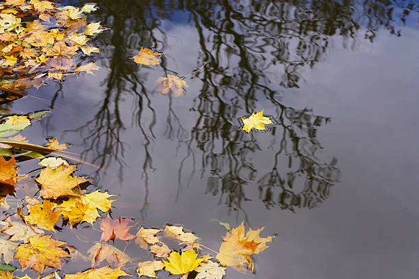 istock Maple leaves floating on water reflecting the trees and sky. 2241979660