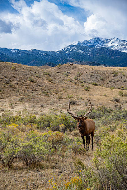 istock Elk rutting scene where Bulla round up elk cows for their 