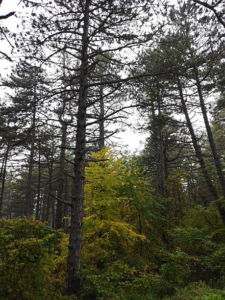 istock Autumn in the forest 2241980608