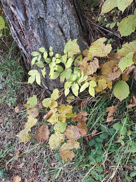 istock Autumn in the forest 2241980666