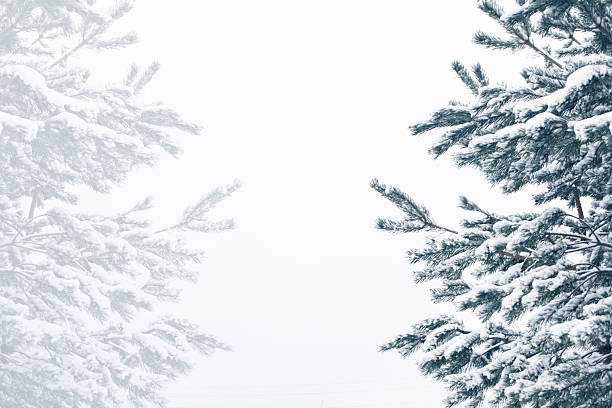 Christmas tree in the snow isolated on a white background. greeting card. winter