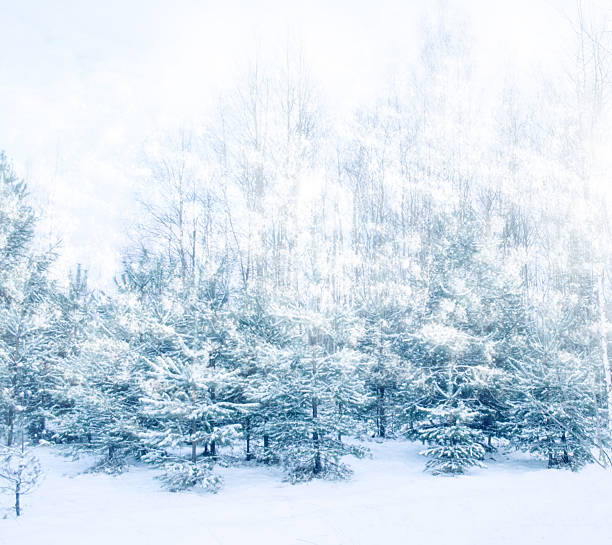 istock Landscape. Frozen winter forest with snow covered trees. 2241981385