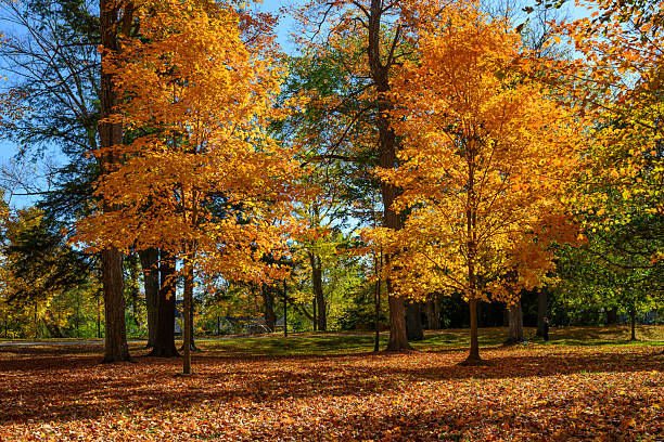 autumn landscape