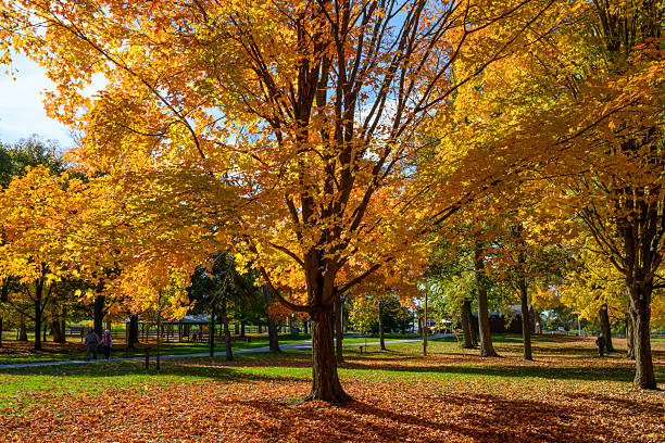 istock Fall colors in Ontario, Canada - Sun shines through colourful maple leaves 2241981495