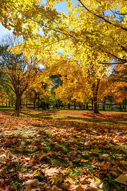 istock Fall colors in Ontario, Canada - Sun shines through colourful maple leaves 2241981511