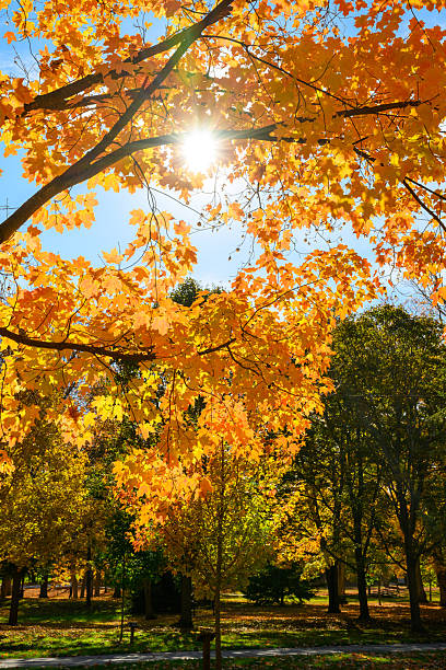 Full display of fall colors in public park of a small town