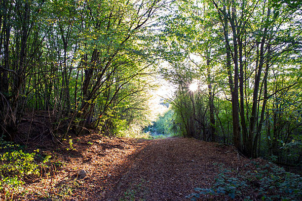 Magical forest landscape with sunbeam