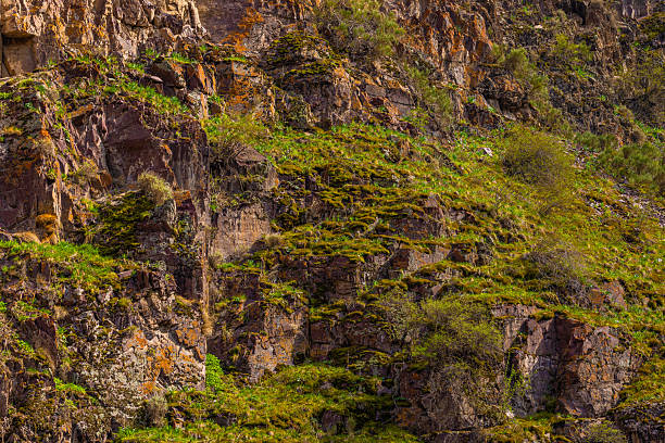 Rocky hillside adorned with lush moss and vibrant grass. Natural outdoor setting showcases diverse plants thriving under daylight in a rugged mountainous region.