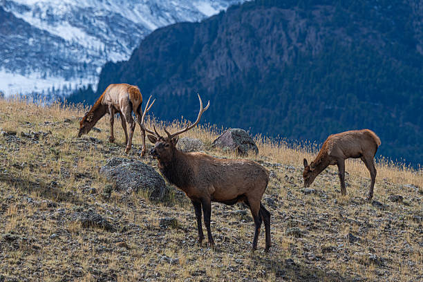 istock Elk bugling at rutting scene where Bulla round up elk cows for their 