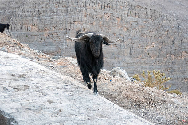 Jebel Jais is a mountain in the north-western Hadjar range. The mountain range is 100 km wide and 700 km in length.