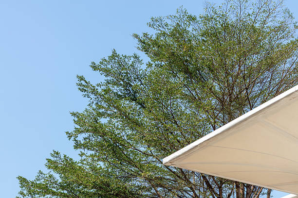 Large and shady trees with green leaves and clear blue sky