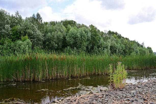 Lush Green Reeds and Trees by a Murky Waterway