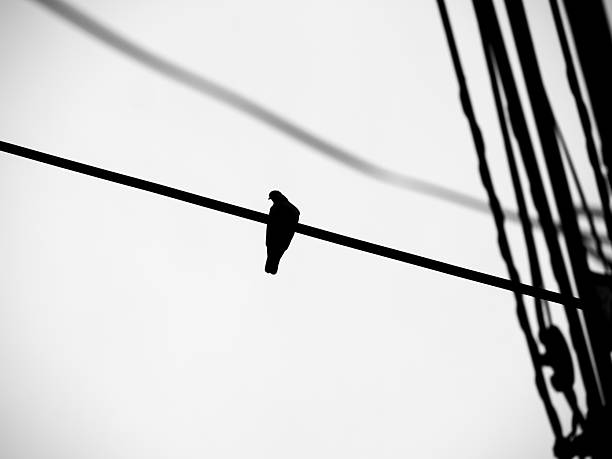 Solitary Pigeon Silhouette on a Wire
