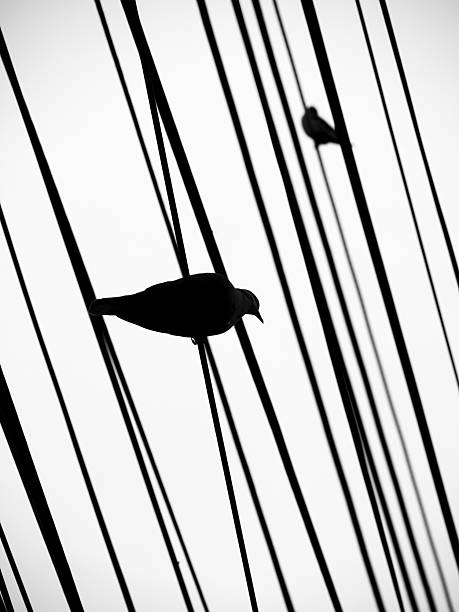 istock Two Pigeons Silhouetted on Wires 2241987800