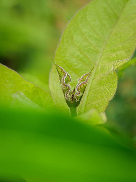 Emerging Green Leaf Bud