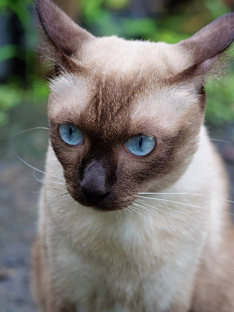 istock Angry Blue-Eyed Cat 2241987976