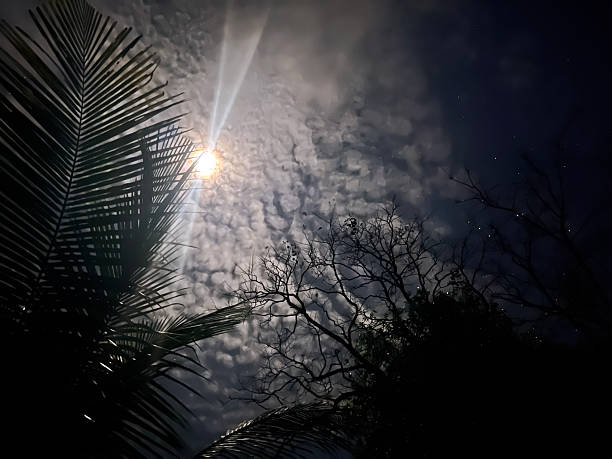 A dramatic night sky with moonlight shining through tropical palm leaves and clouds.