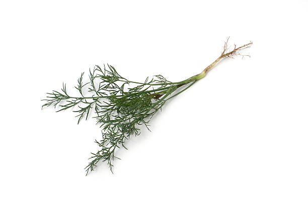 istock On a white background lies one sprig of dill with a root 2241990010