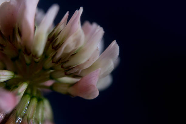 istock macro photography of clover flower 2241990129