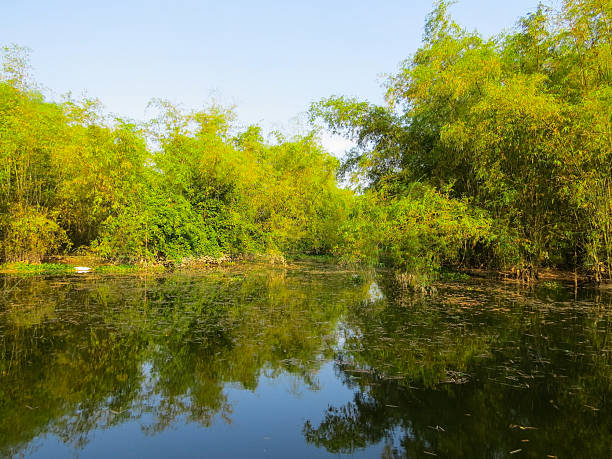istock Peaceful bamboo grove beside a calm pond in Vietnam 2241992374