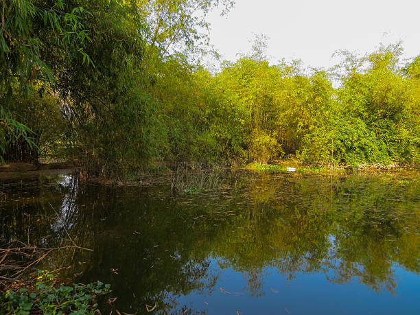 istock Peaceful bamboo grove beside a calm pond in Vietnam 2241992375