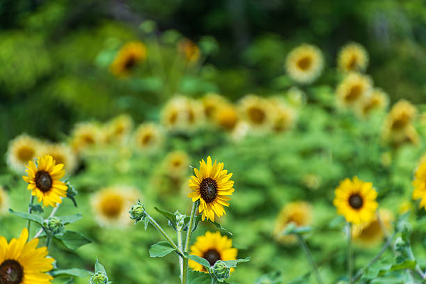 istock Vibrant Sunflowers in Bloom 2241992835