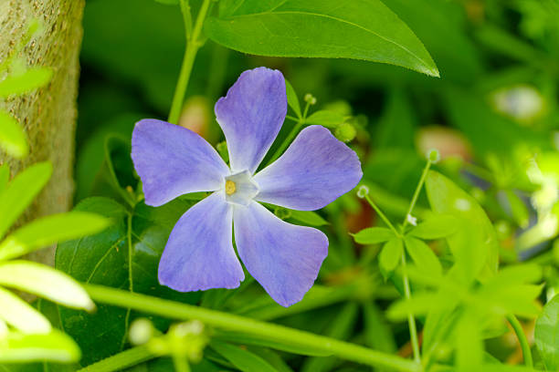 A delicate purple periwinkle flower surrounded by fresh green leaves, captured in soft natural light.