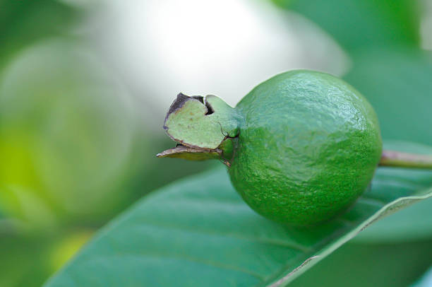 guava tree, MYRTACEAE or Psidium guajava Linn or guava fruit on the tree