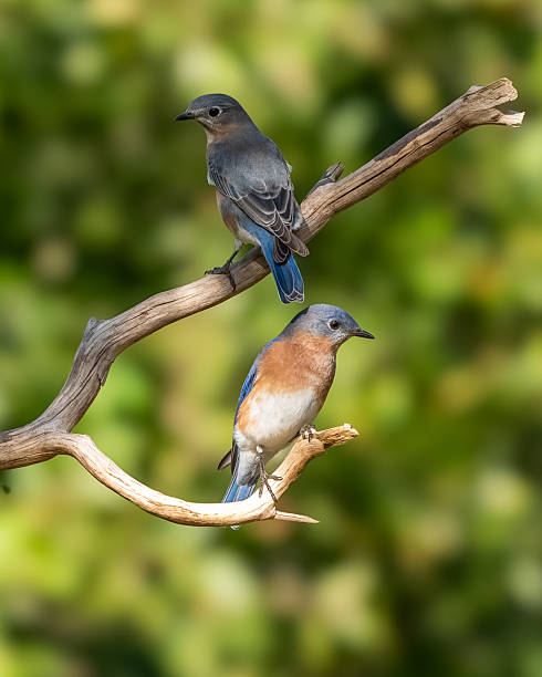 istock A male and female bluebird perched on a bare tree branch 2241995094