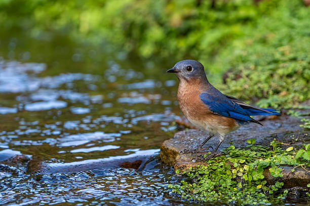 istock A male bluebird perched by a stream 2241995289