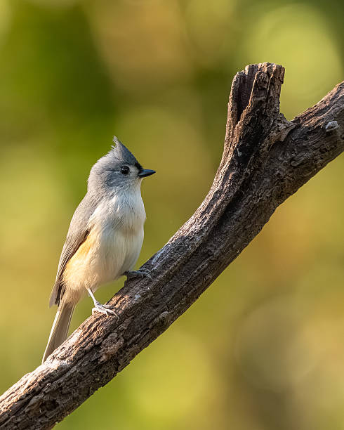 istock A tufted titmouse perched in a woodland 2241995422