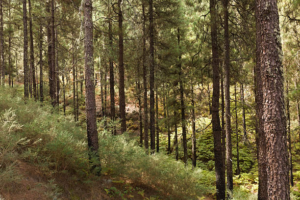Gran Canaria, landscapes along the hiking route from Cruz de Tejeda in Las Cumbres, The Summits, to historical town Teror