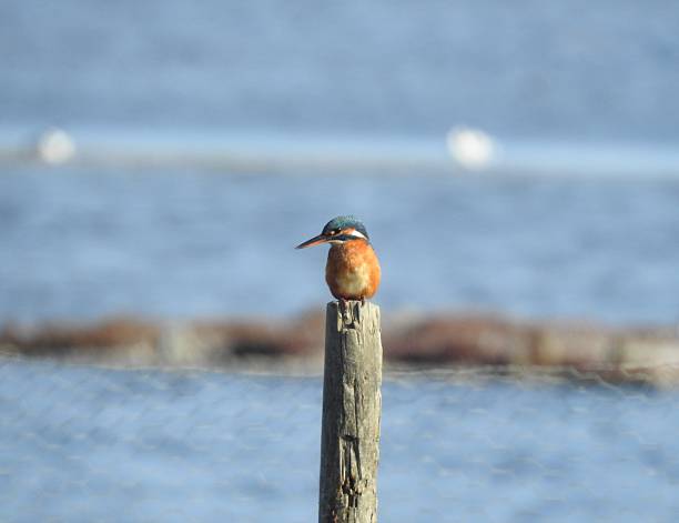 Belted Kingfisher perched near Port Townsend, Washington State. OLYMPUS DIGITAL CAMERA