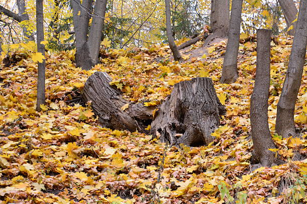Autumn Forest Floor with Golden Leaves and Tree Stumps