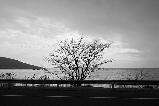 Evocative black and white photograph featuring a lone, leafless tree dramatically silhouetted against a serene lake, with swaying reeds in the foreground and a subtle road guardrail adding a touch of human presence. Distant rolling hills fade into a vast, cloudy horizon, capturing the essence of winter solitude and quiet reflection. This minimalist composition highlights texture, form, and atmospheric depth, ideal for themes of introspection, seasonal change, environmental serenity, or zen-inspired visuals. High-resolution, royalty-free stock image perfect for editorial stories, wellness branding, travel posters, book covers, or digital mood boards.