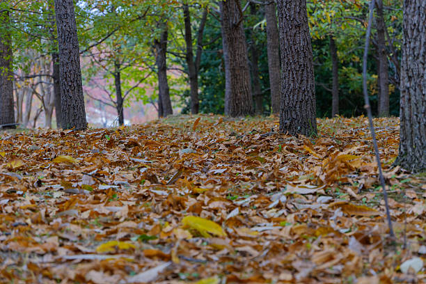 istock Autumn Leaves Carpet in the Forest 2241999265