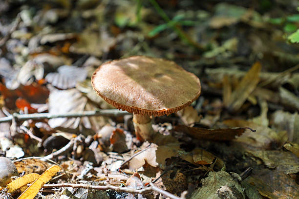 A single medium-sized mushroom with a beige-brown cap and clearly visible gills grows among dry fallen leaves in a forest. Sunlight partially illuminates it, creating a play of shadow and highlighting the natural texture of the forest floor.