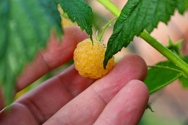 istock ​A close-up shows a hand gently supporting a large, bright yellow raspberry that is ripening among lush green leaves. 2242000722